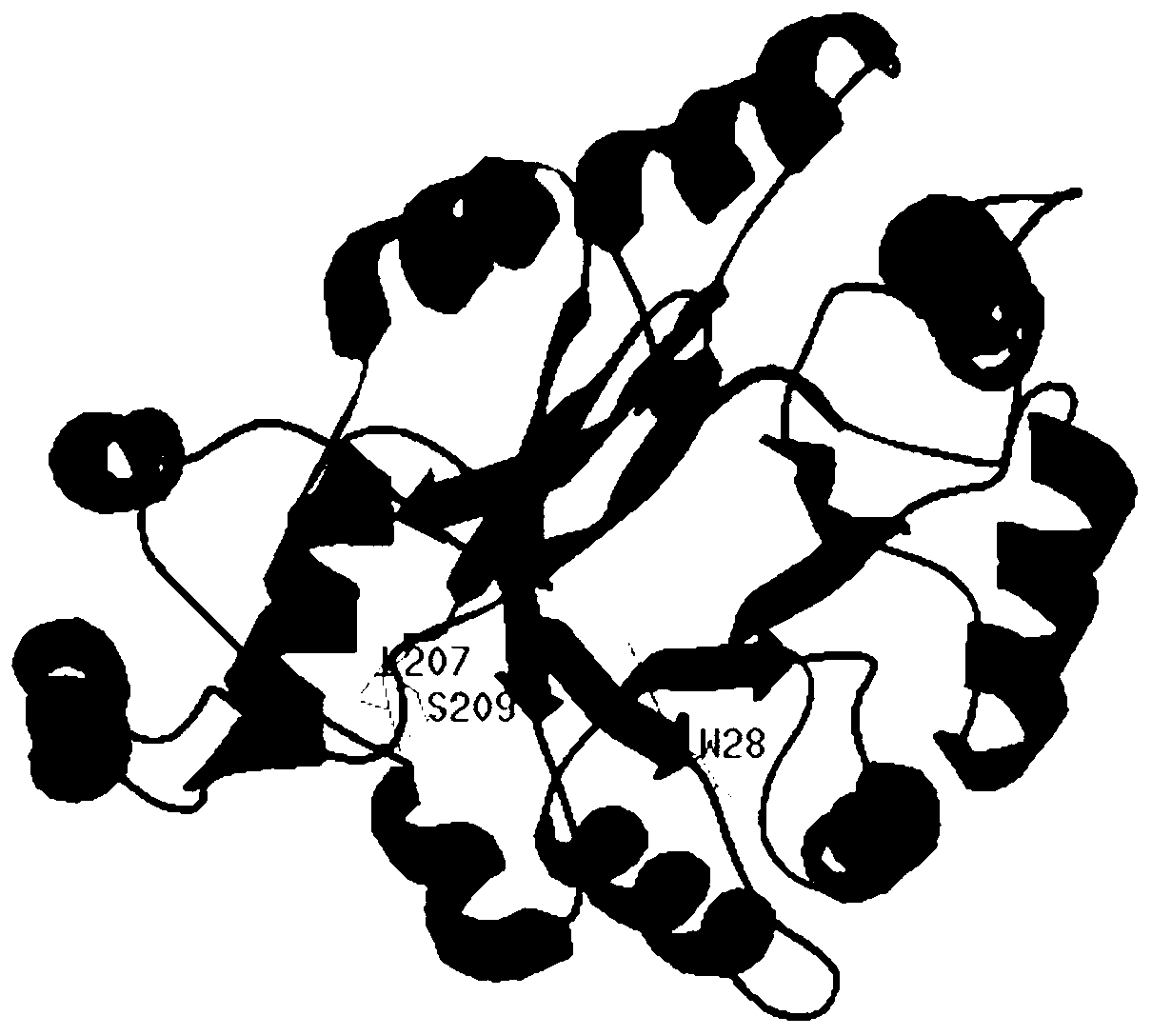 Ketone reductase LEK, encoding gene, mutant and application of mutant