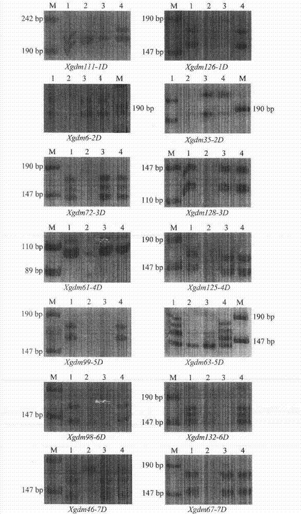 Creation and in-situ hybridization of wheat-elymus hispidus multi-disomic substitution line containing elymus hispidus 1Ns, 5Ns and 6Ns chromosomes, simple sequence repeat (SSR) and polyacrylamide gel electrophoresis (PAGE)