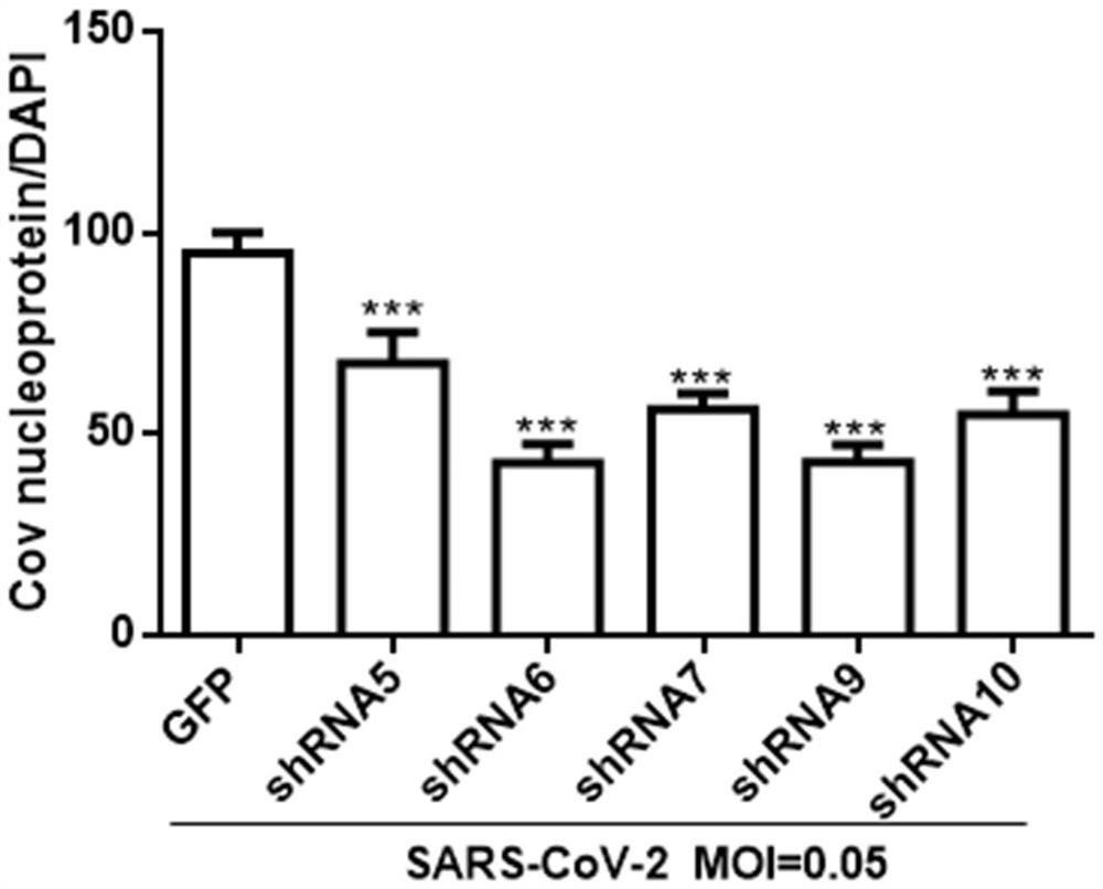 ShRNA for inhibiting replication of SARS-COV-2 virus and application of shRNA