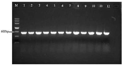 Method for extracting plant pathogenic fungus DNA for PCR detection