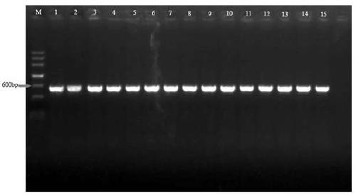 Method for extracting plant pathogenic fungus DNA for PCR detection