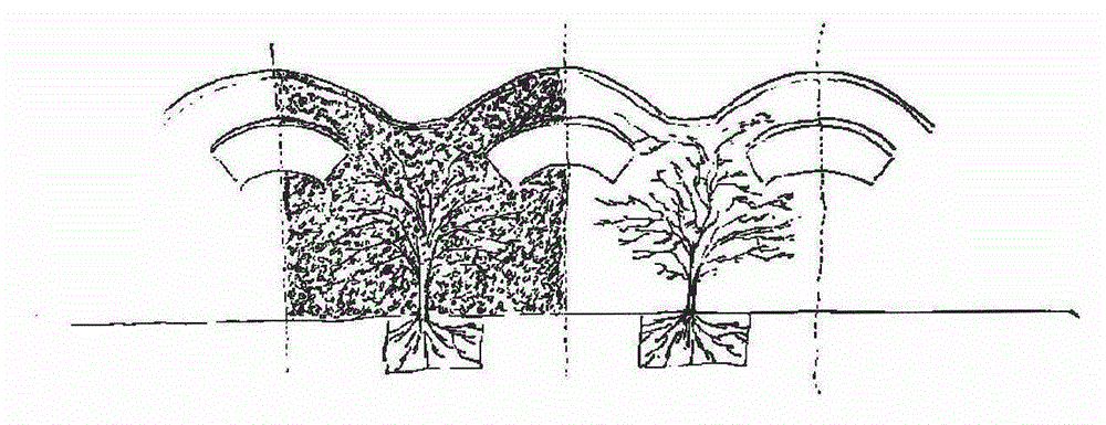 Method for quickly shaping artistic modeling of large-size garden plants