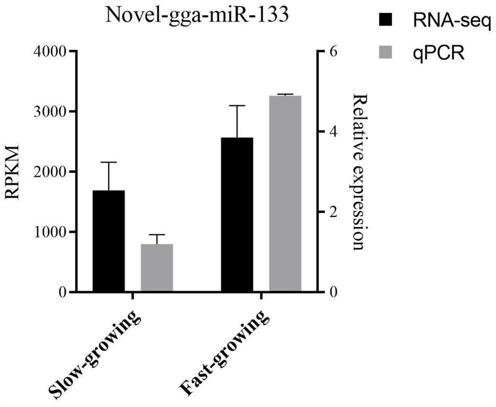 MiRNA influencing chicken growth rate and application thereof