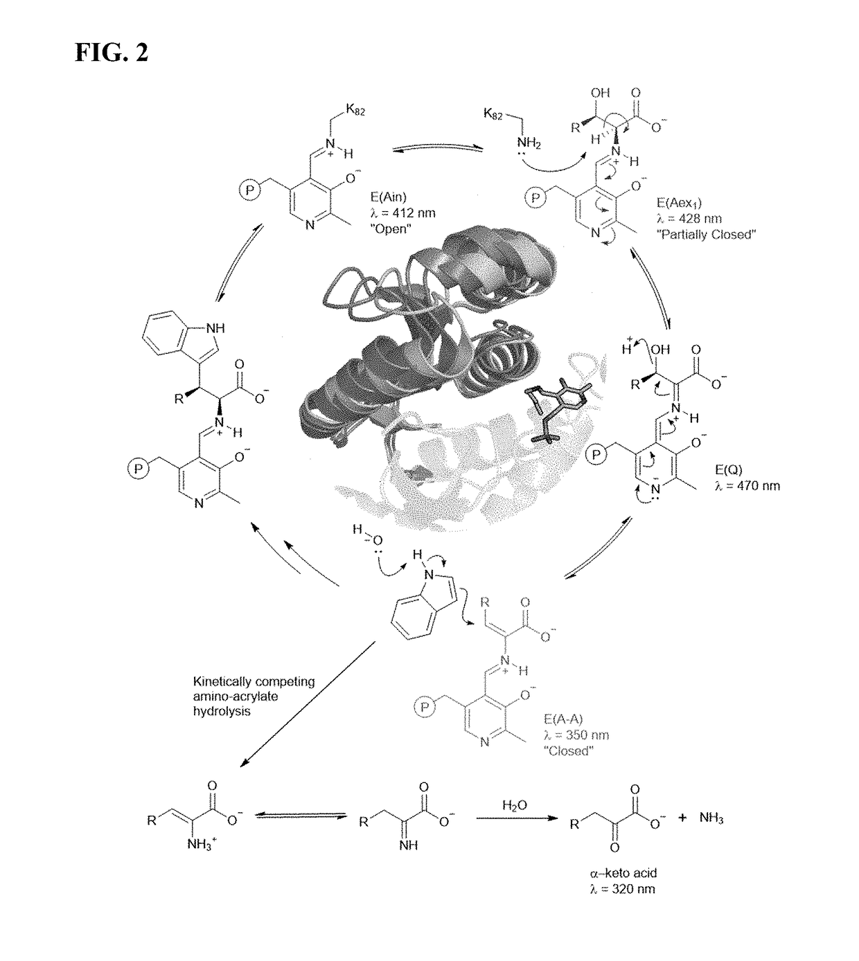 Methods and enzyme catalysts for the synthesis of non-canonical amino acids