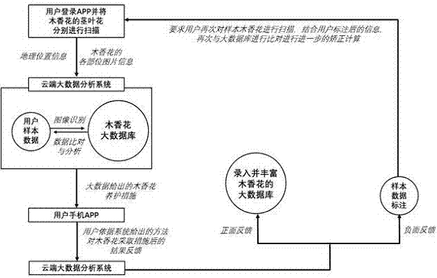 Big data and image recognition-based APP (application) for domestic cultivation of Rosa banksiae