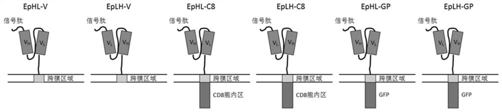 A chimeric antigen receptor fibroblast and its establishment method and application