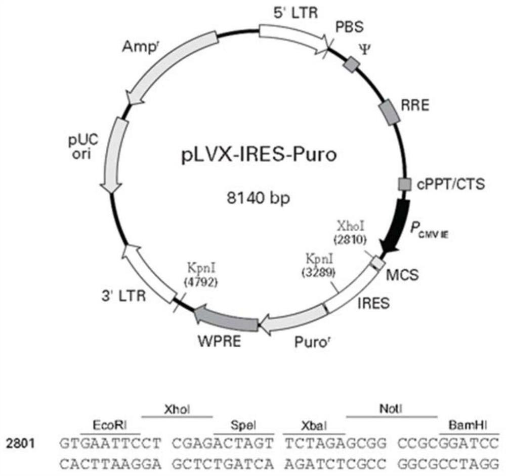 A chimeric antigen receptor fibroblast and its establishment method and application