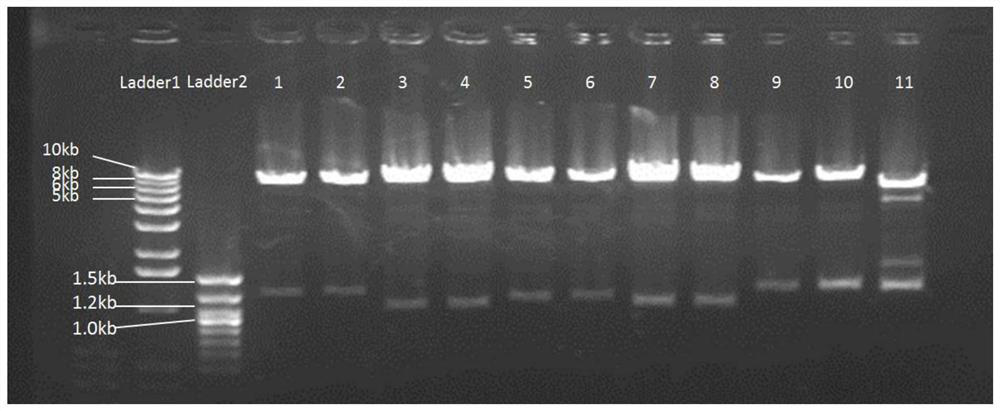 A chimeric antigen receptor fibroblast and its establishment method and application