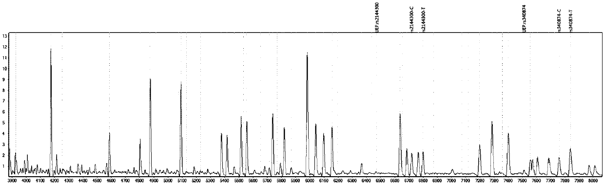 Method for distinguishing individualized medication of nitrendipine and atenolol through mass spectrometry by primer composition