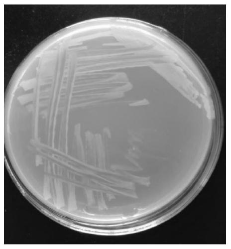 A strain of benzoylurea insecticide-degrading bacteria and its production and application