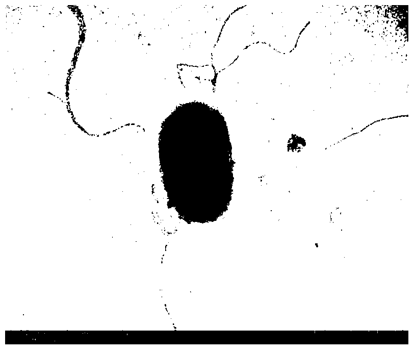 A strain of benzoylurea insecticide-degrading bacteria and its production and application