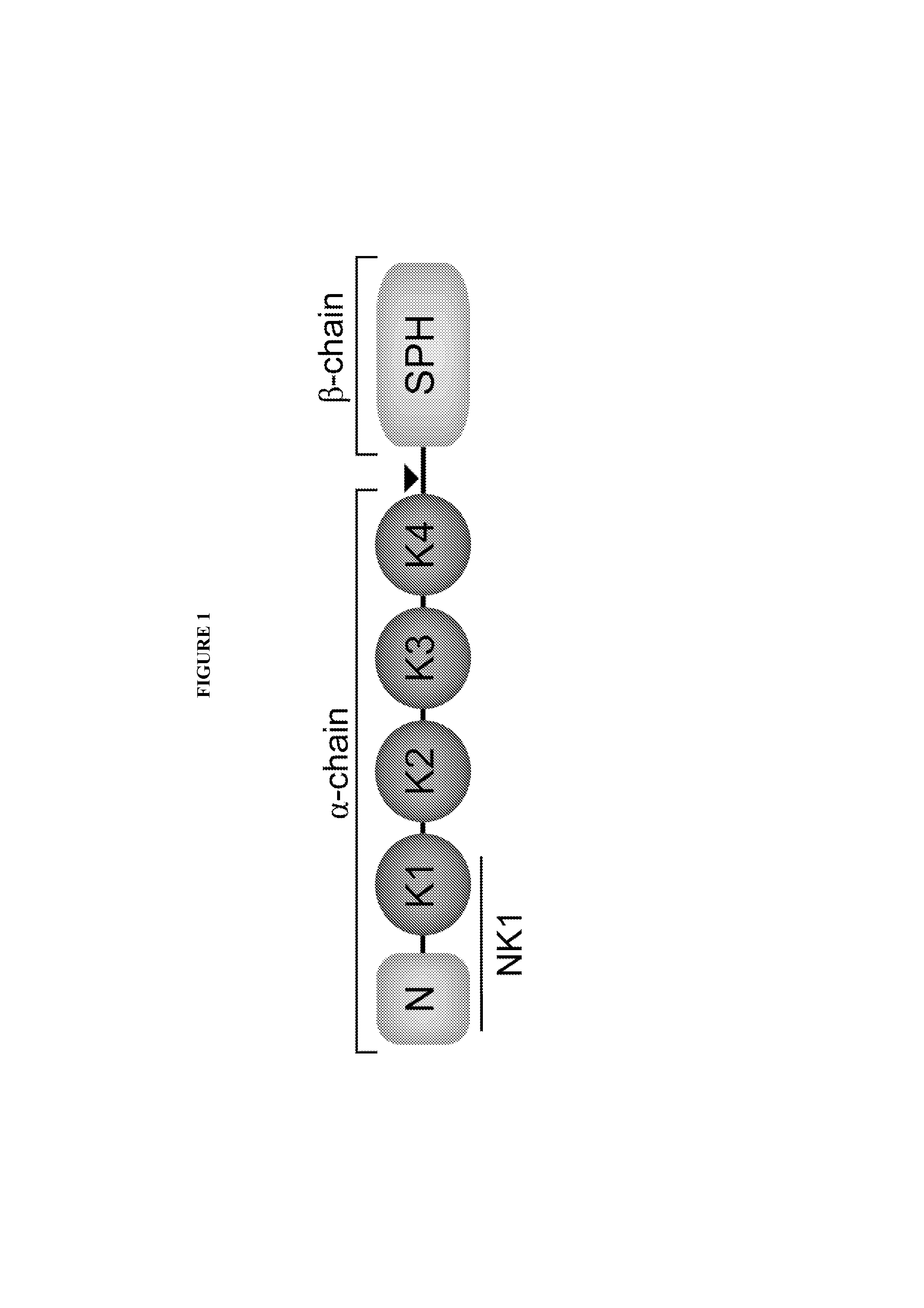 Hepatocyte growth factor fragments that function as potent met receptor agonists and antagonists