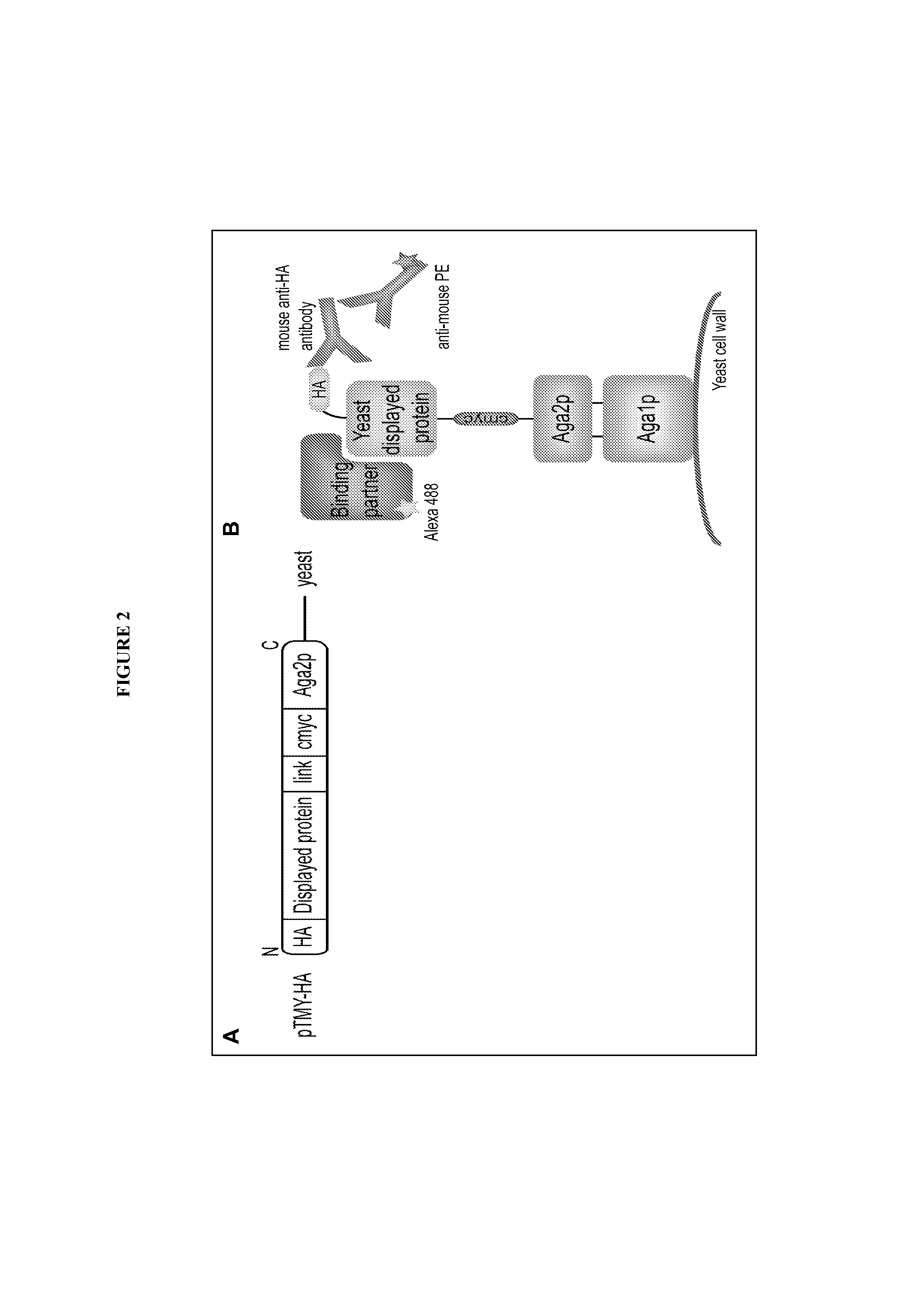 Hepatocyte growth factor fragments that function as potent met receptor agonists and antagonists