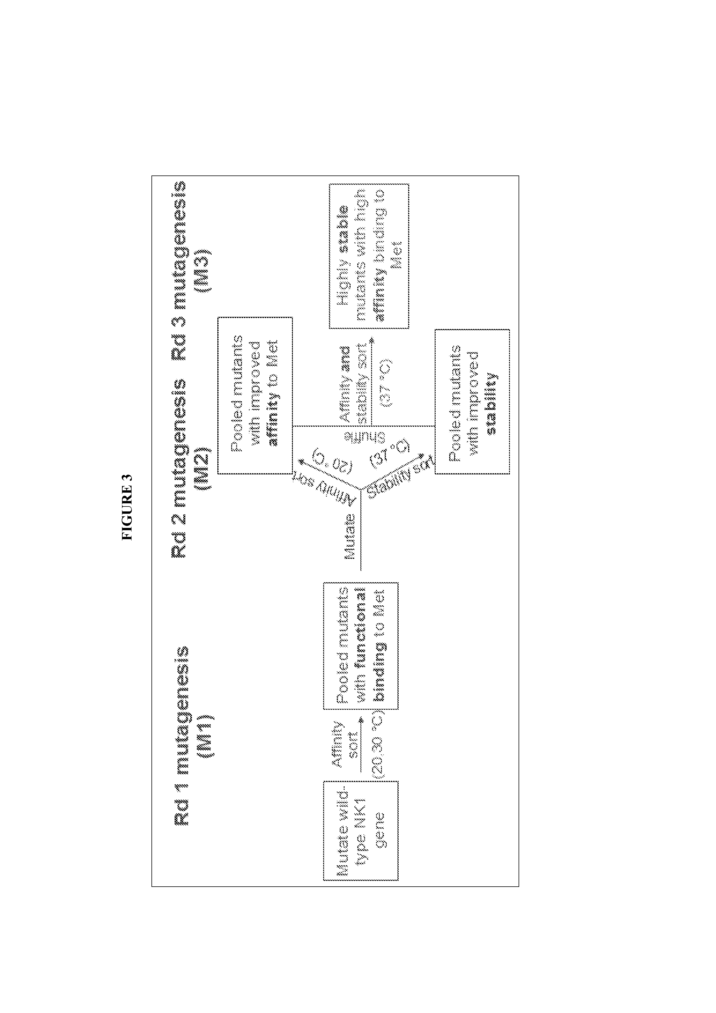 Hepatocyte growth factor fragments that function as potent met receptor agonists and antagonists