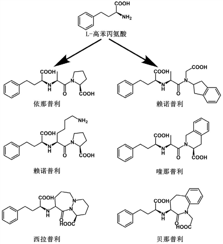 Phenylalanine dehydrogenase mutant and application thereof in synthesis of L-homophenylalanine