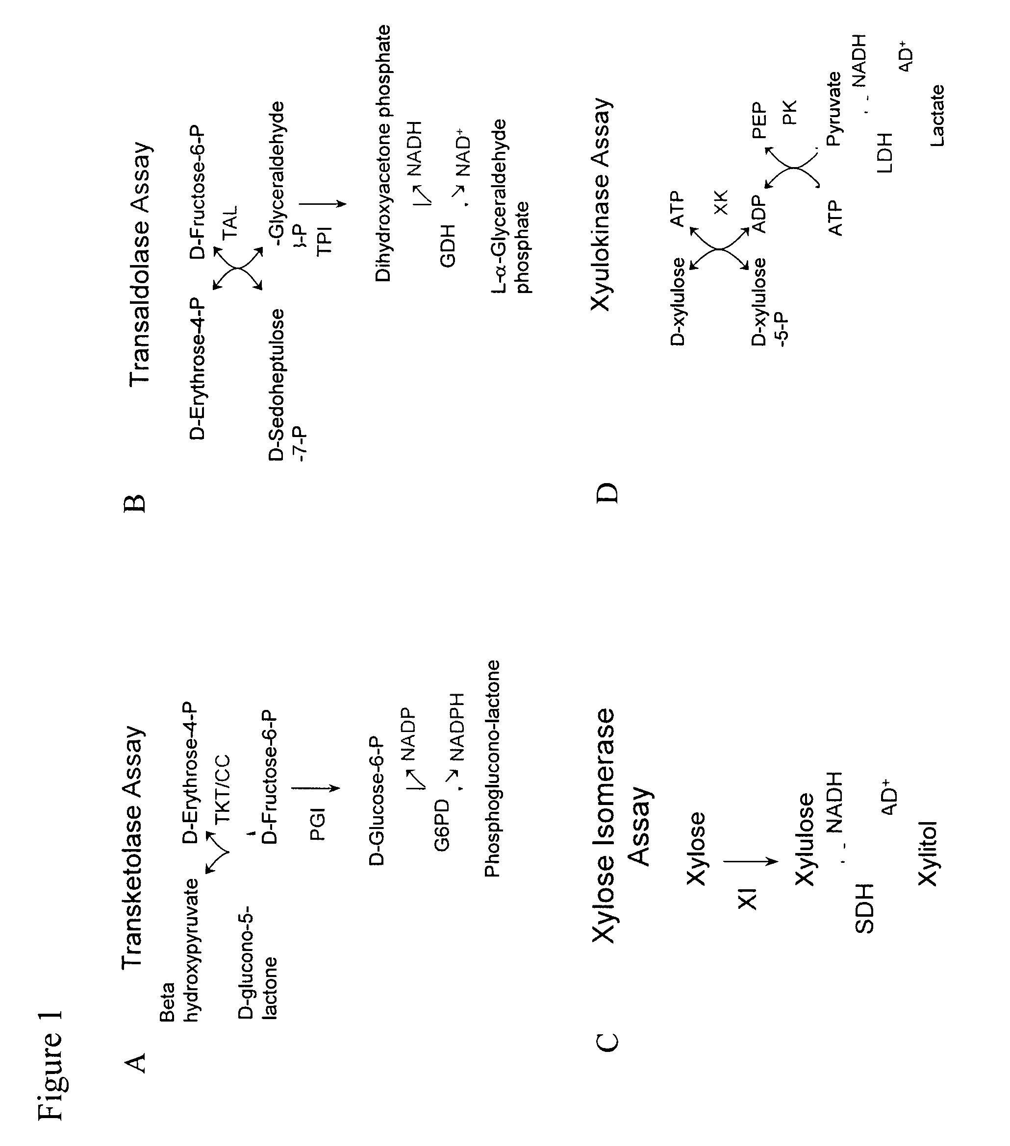 Ethanol production in fermentation of mixed sugars containing xylose