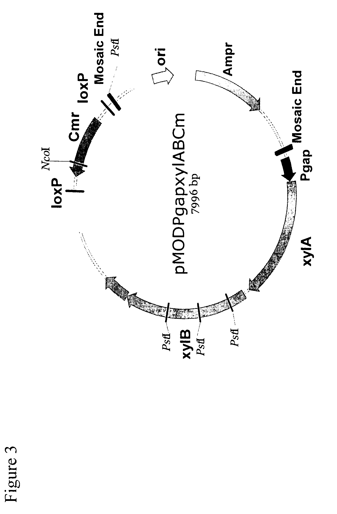 Ethanol production in fermentation of mixed sugars containing xylose