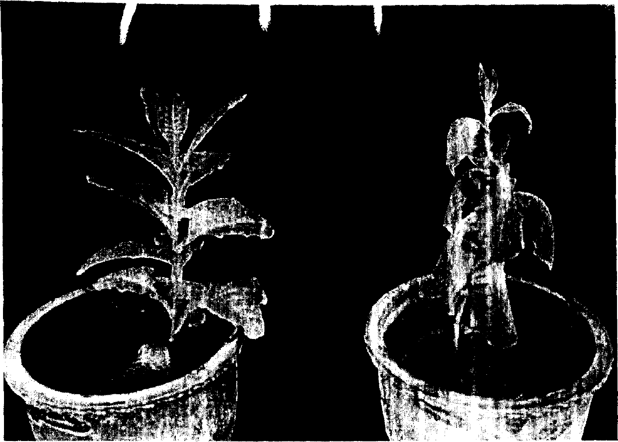 Application of Vitreoscilla hematoglobin gene in improving waterlogging resistance of plant