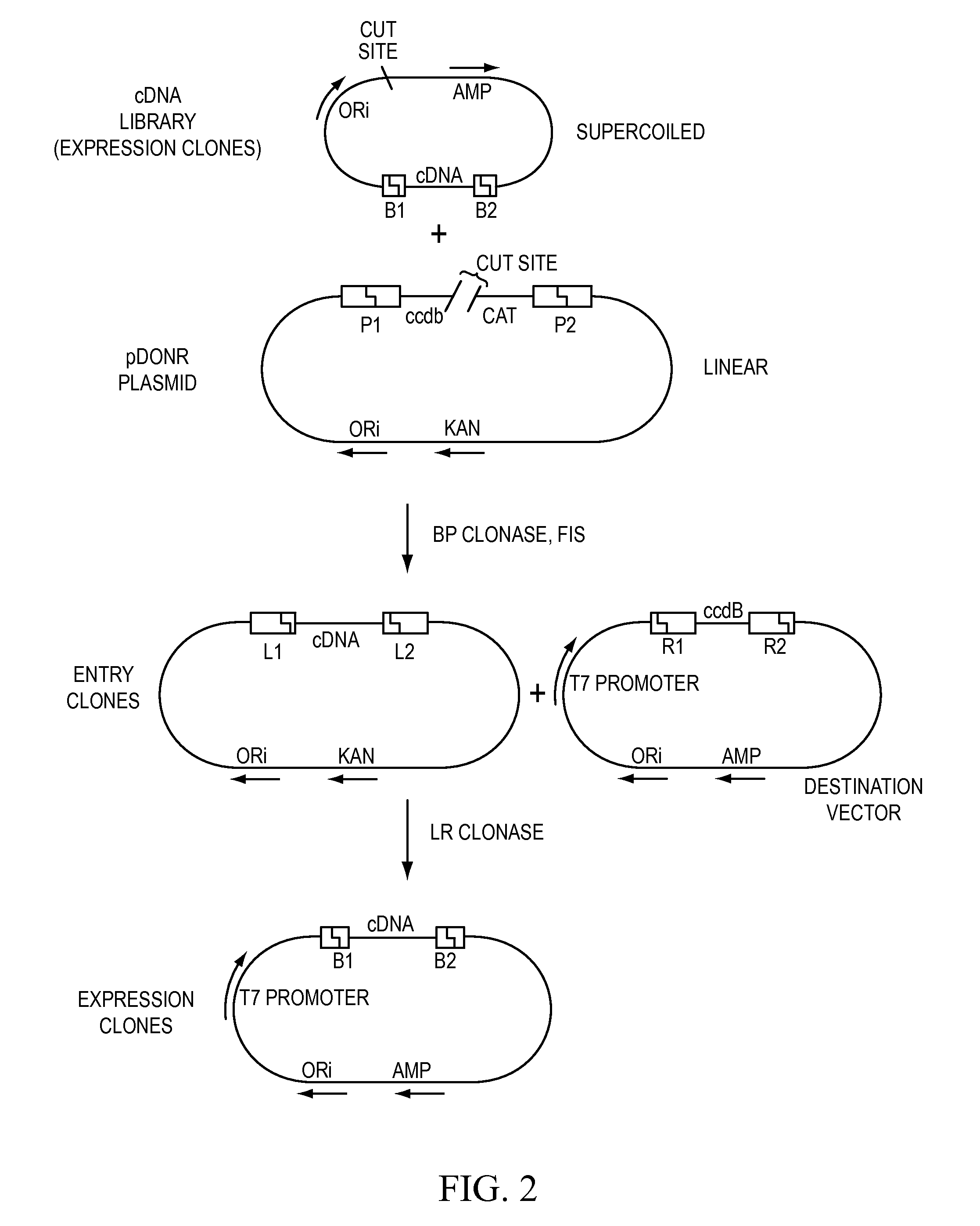 Compositions and method for use in isolation of nucleic acid molecules