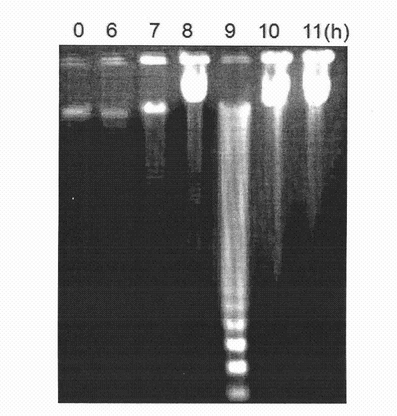 Method for building oxidative stress model of carp red blood cells