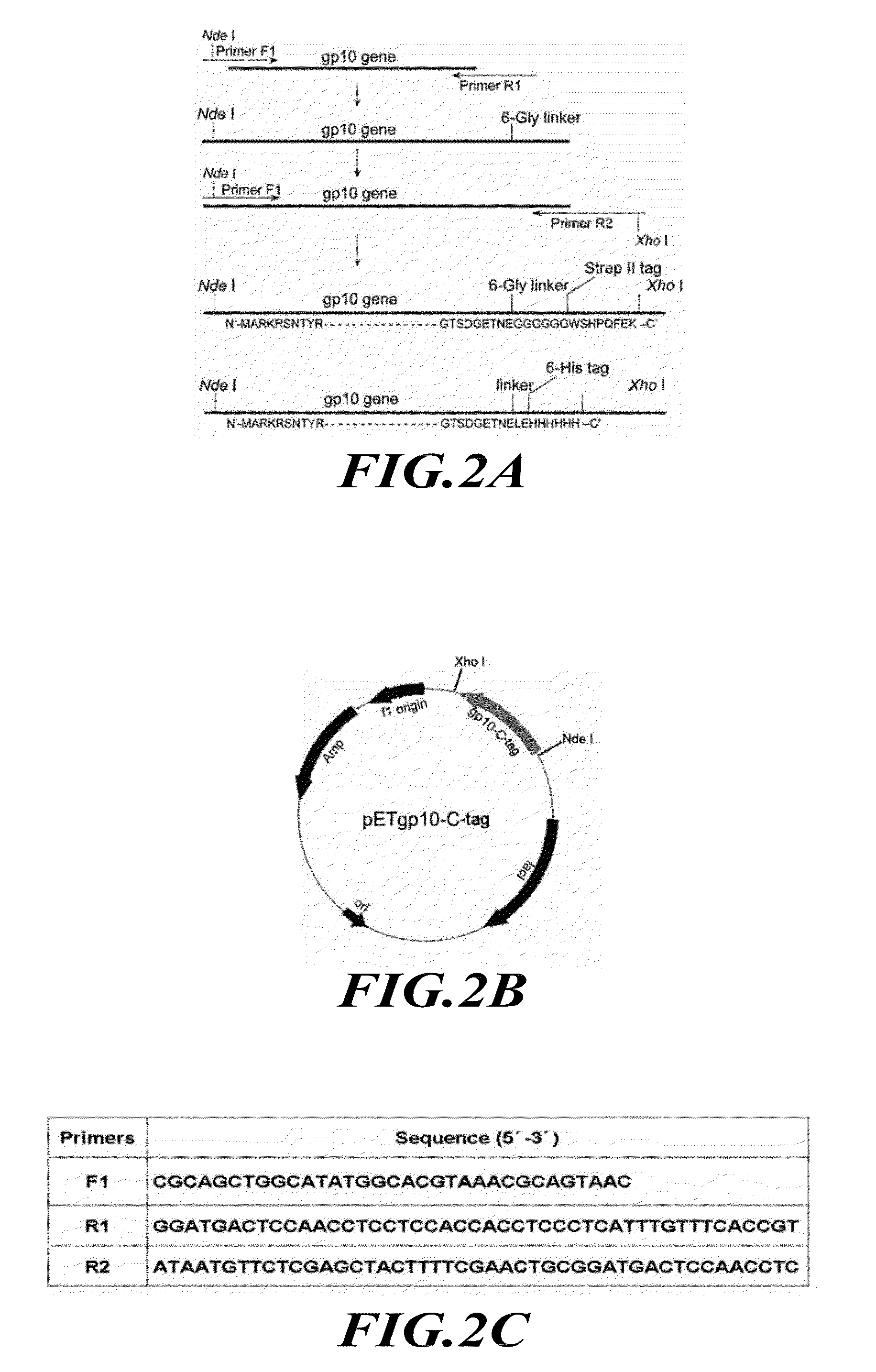 Membrane-integrated viral DNA-packaging motor protein connector biosensor for DNA sequencing and other uses
