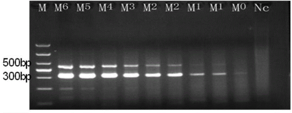 Dual Tem-PCR quick detection method for salmonella and escherichia coli O78