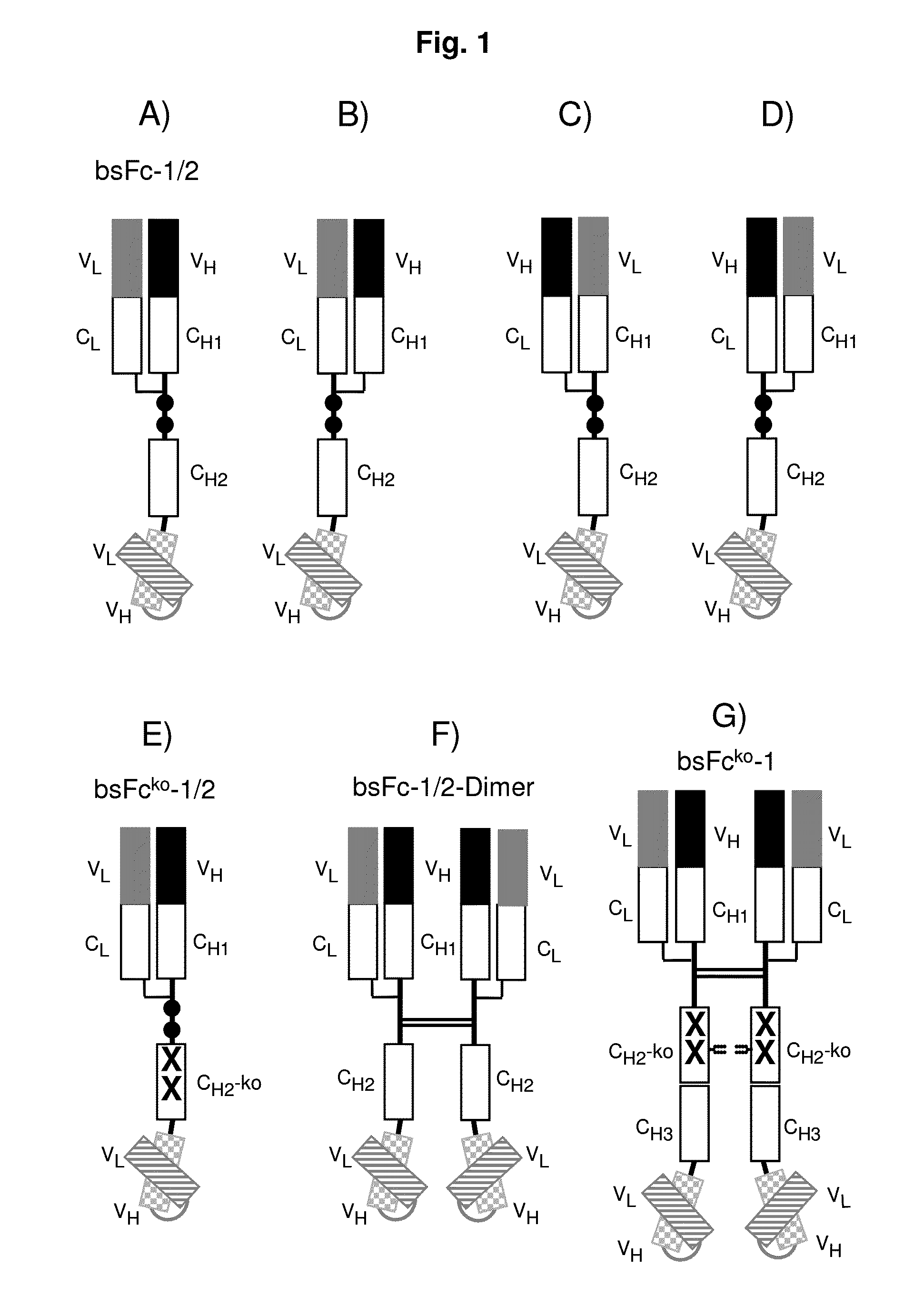 Bispecific antibody molecule