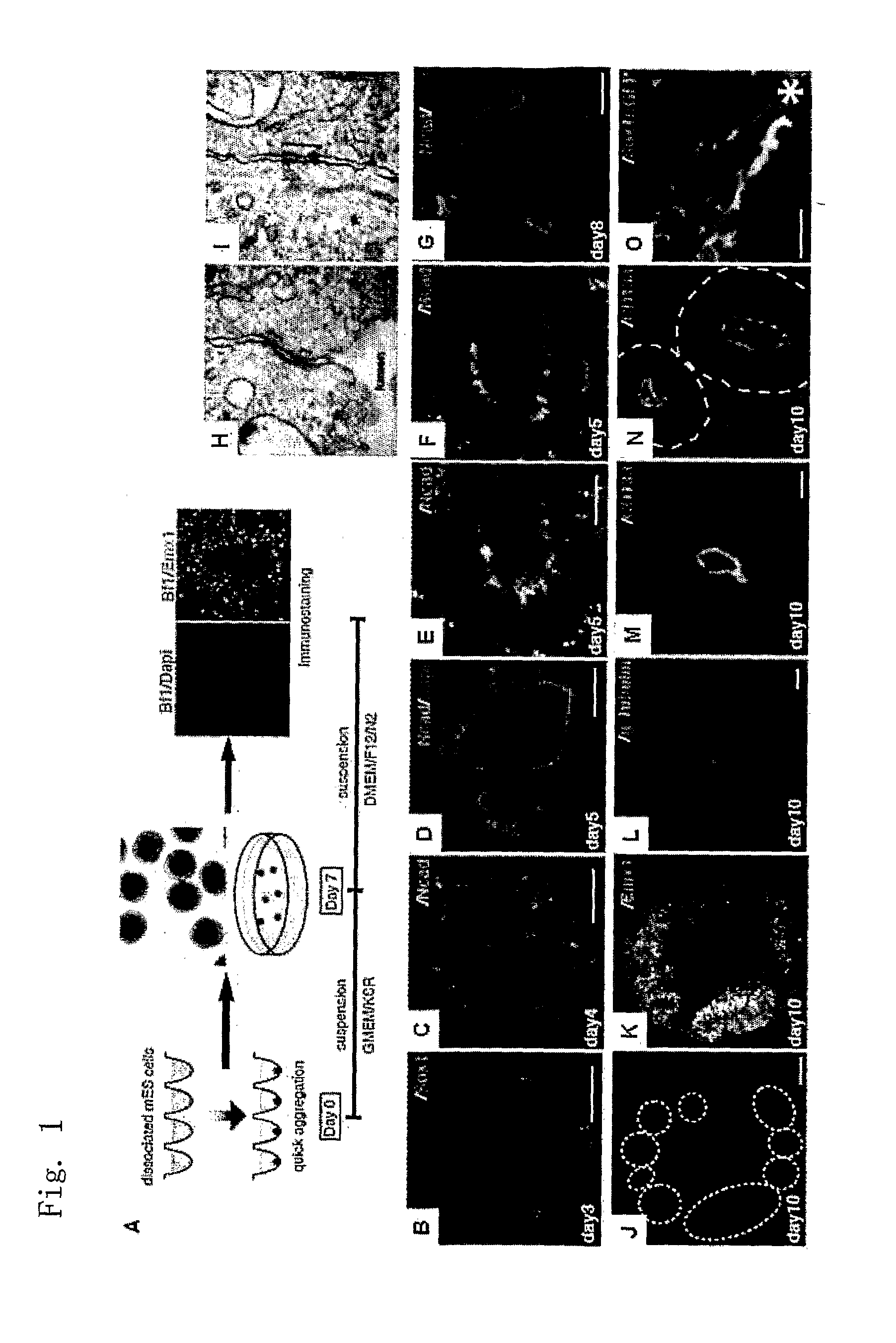 Method for differentiation induction in cultured stem cells