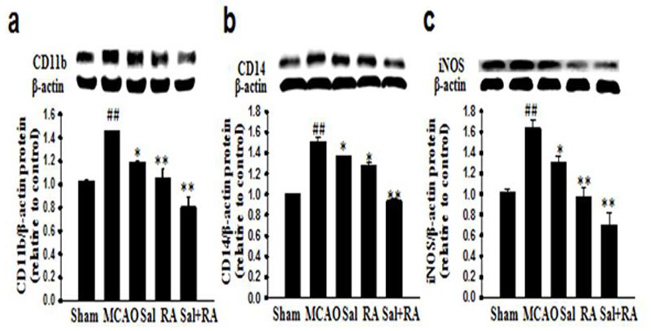 A pharmaceutical composition for reducing brain damage caused by cerebral apoplexy using rosmarinic acid