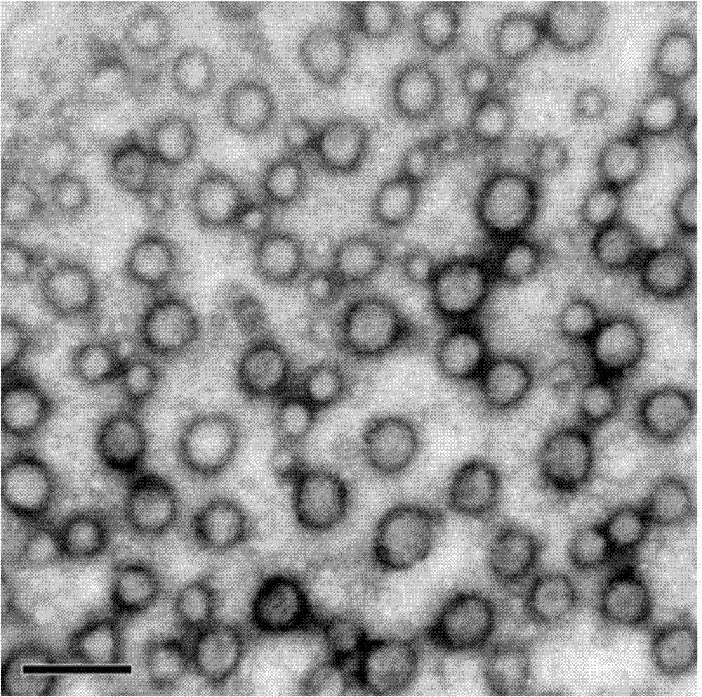 Preparation method and application of targeted multi-function double drug-loading liposome