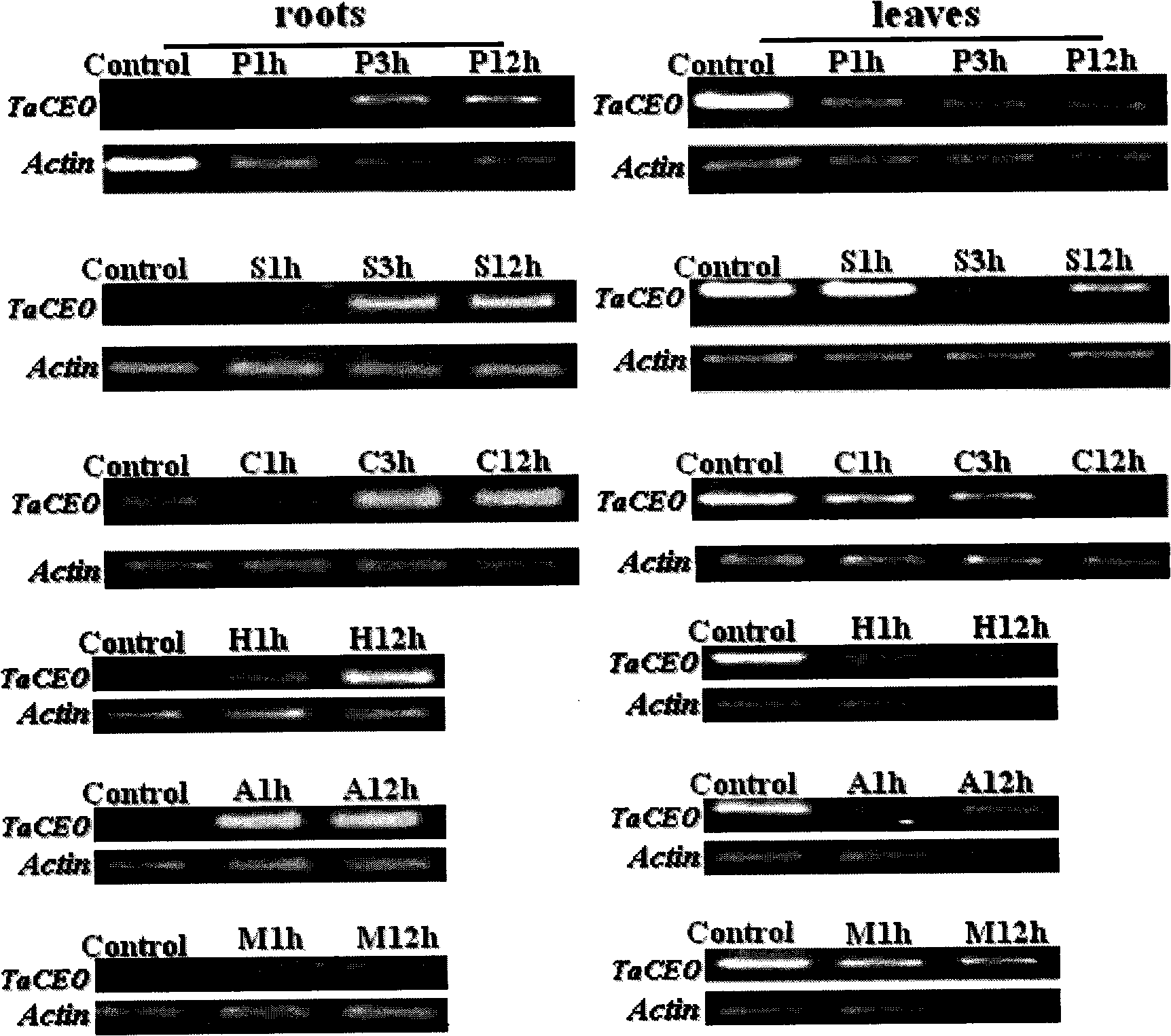 Wheat response abiological stress resistance gene TaCEO and application thereof