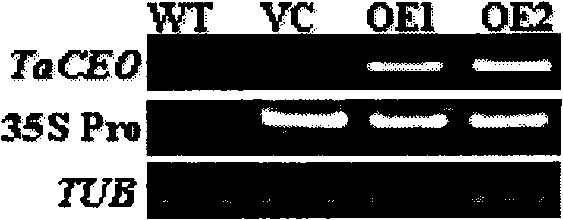 Wheat response abiological stress resistance gene TaCEO and application thereof