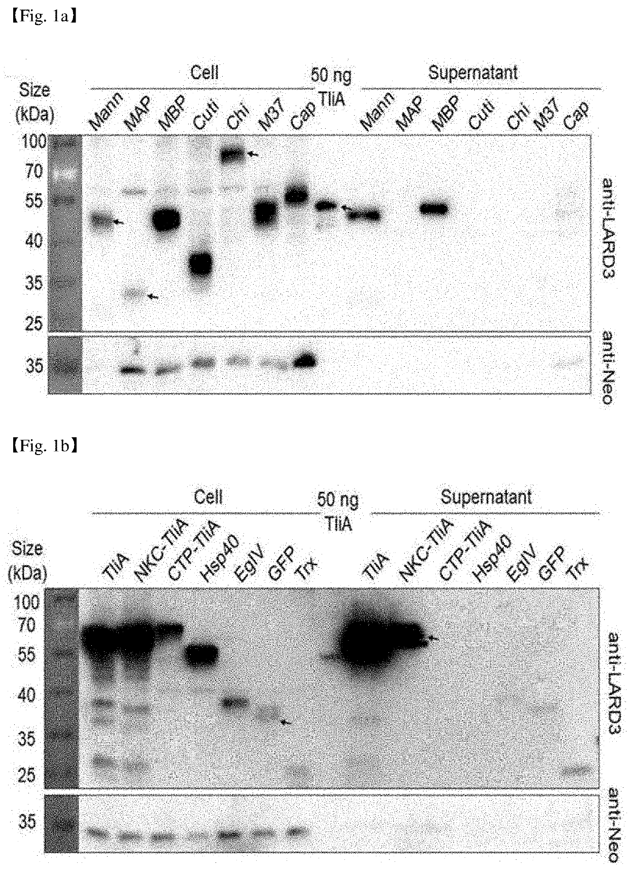 Extracellular secretion of target protein