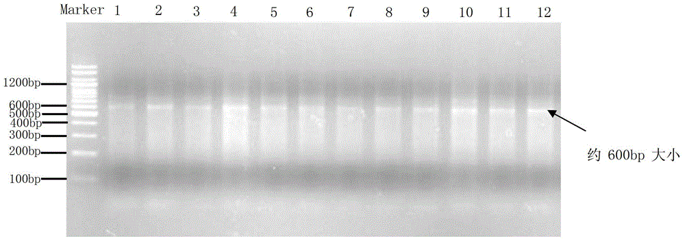 Establishment method of Pinctada martensii MSAP (methylation sensitive amplification polymorphism) technical system