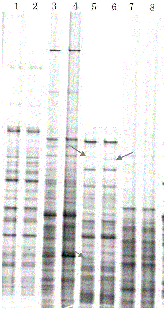 Establishment method of Pinctada martensii MSAP (methylation sensitive amplification polymorphism) technical system