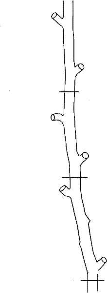 Chinese character hu-shaped grafting and final-period management methods for Dalbergia odorifera