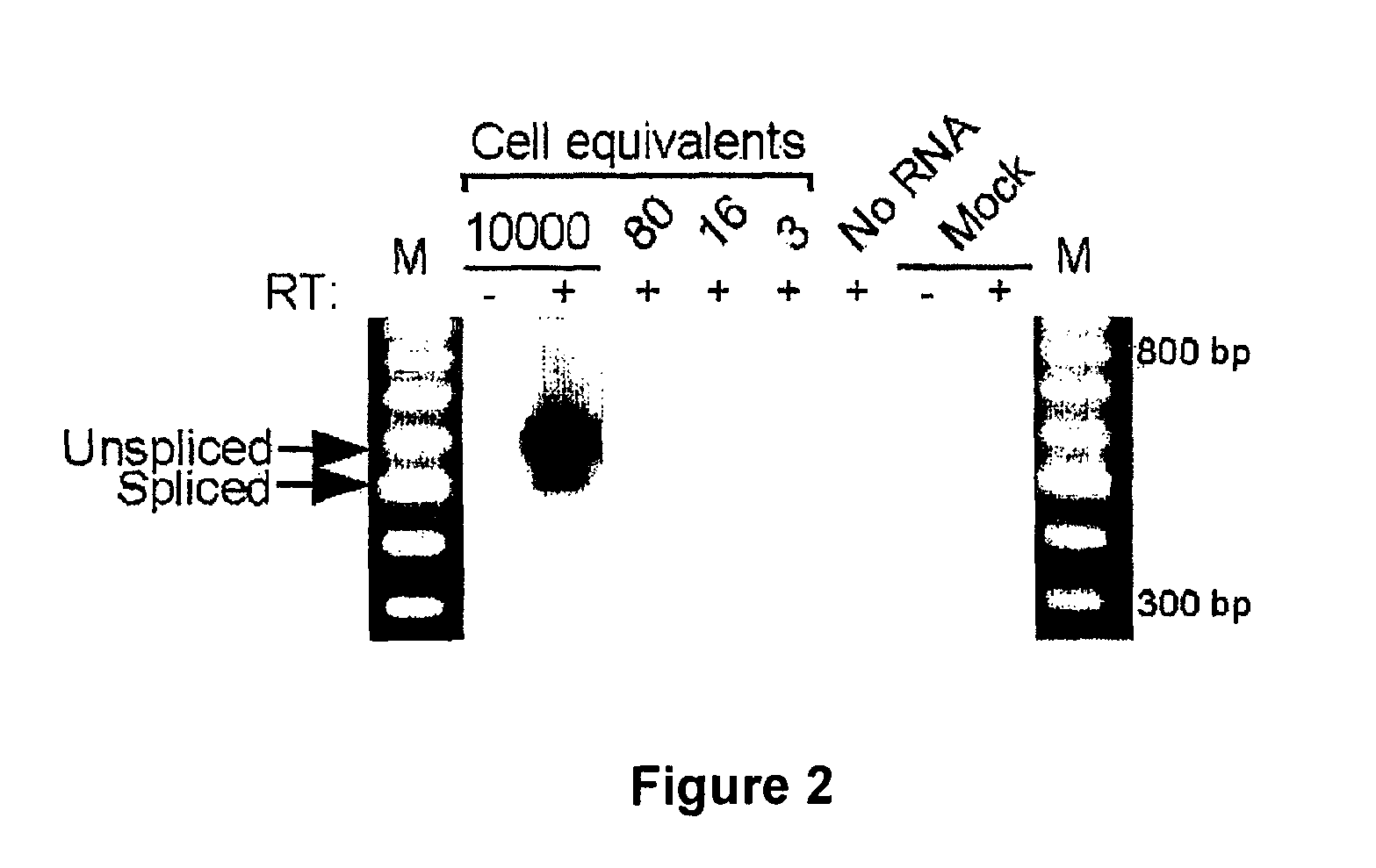 Latent phase viral interleukin-10-(VII-10) and uses thereof