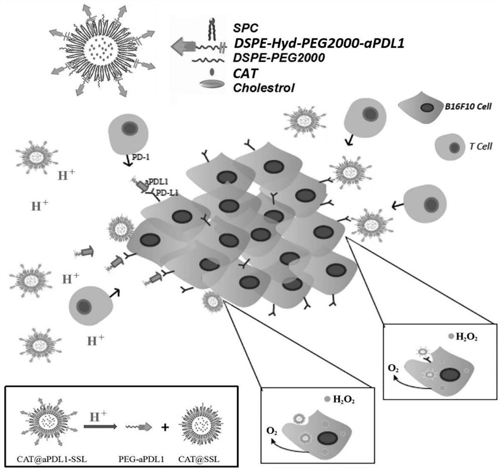 A liposome carrying catalase and linked to PD-L1 antibody and its preparation method