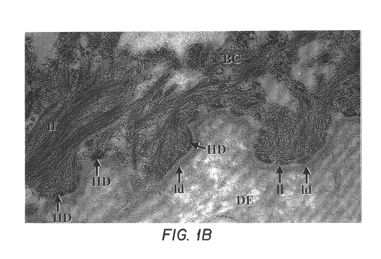 Free floating cryostat sections for use in light and electron microscopy and method