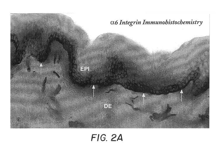 Free floating cryostat sections for use in light and electron microscopy and method