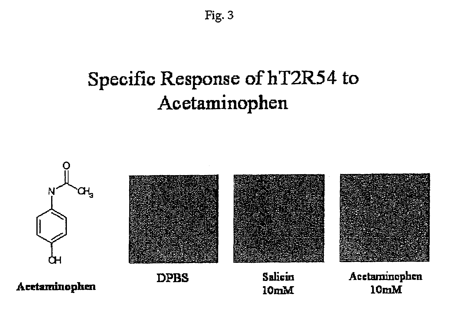 Human T2R receptors for acetaminophen ranitidine, strychnine and denatomium and related assays for identifying human bitter taste modulators