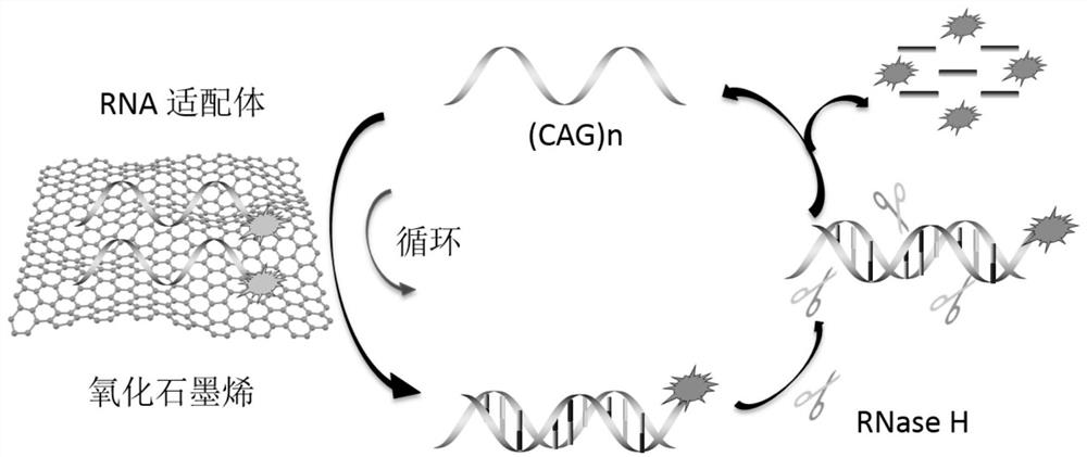 A method for detecting (CAG) n repeat sequences using rnase H
