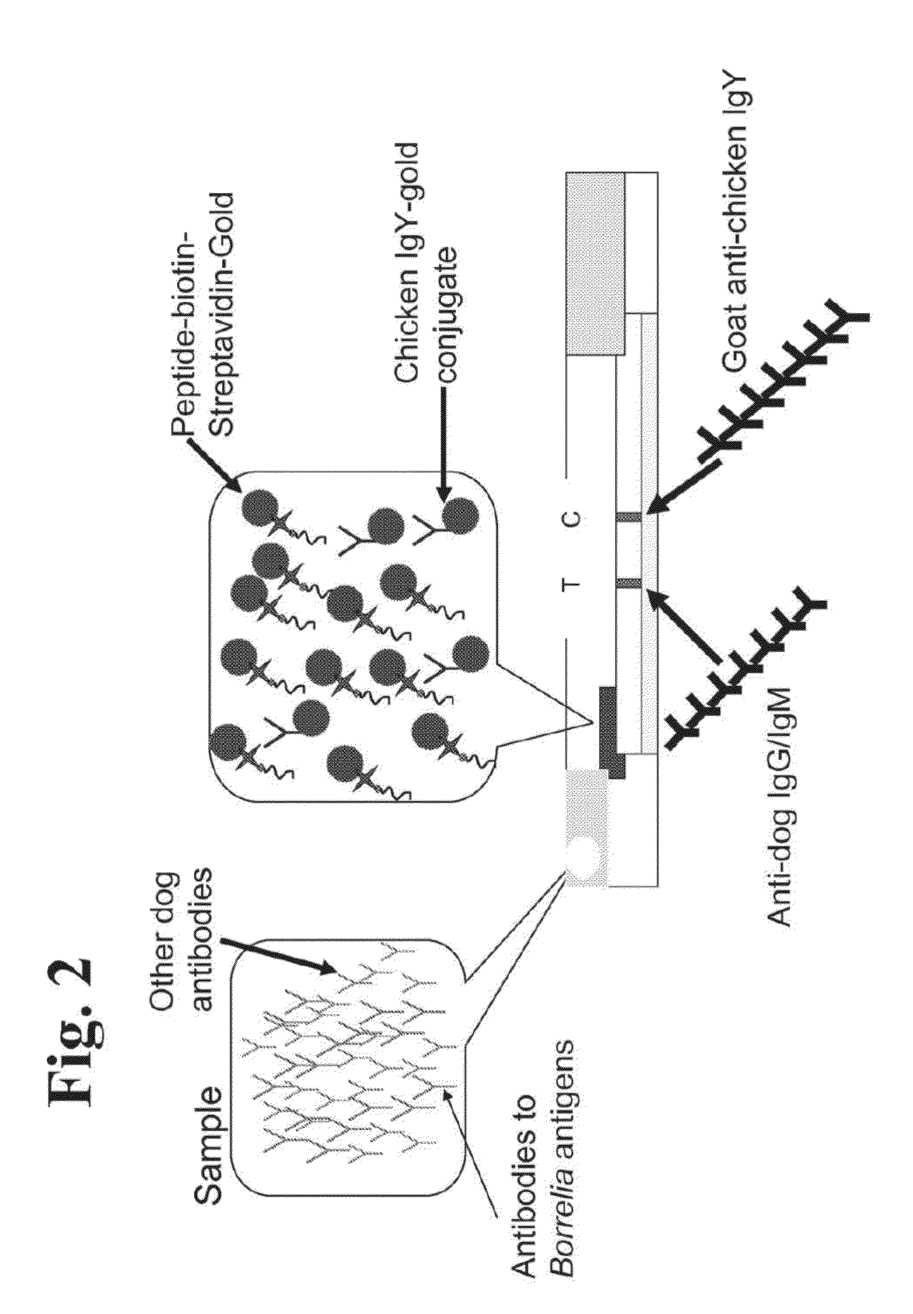 Peptides and methods for the detection of lyme disease antibodies