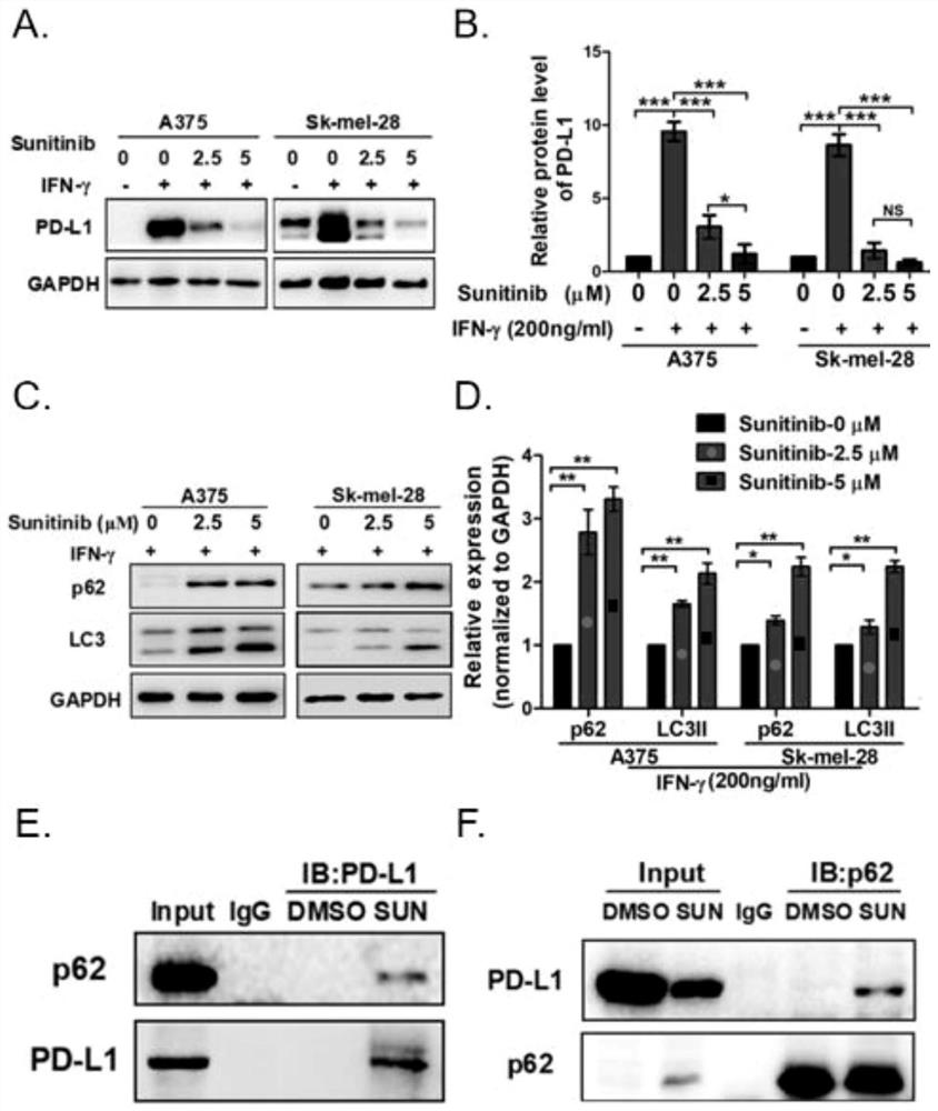 Application of p62/SQSTM1 in preparation of PD-L1/PD-1 monoclonal antibody tumor immunotherapy drug