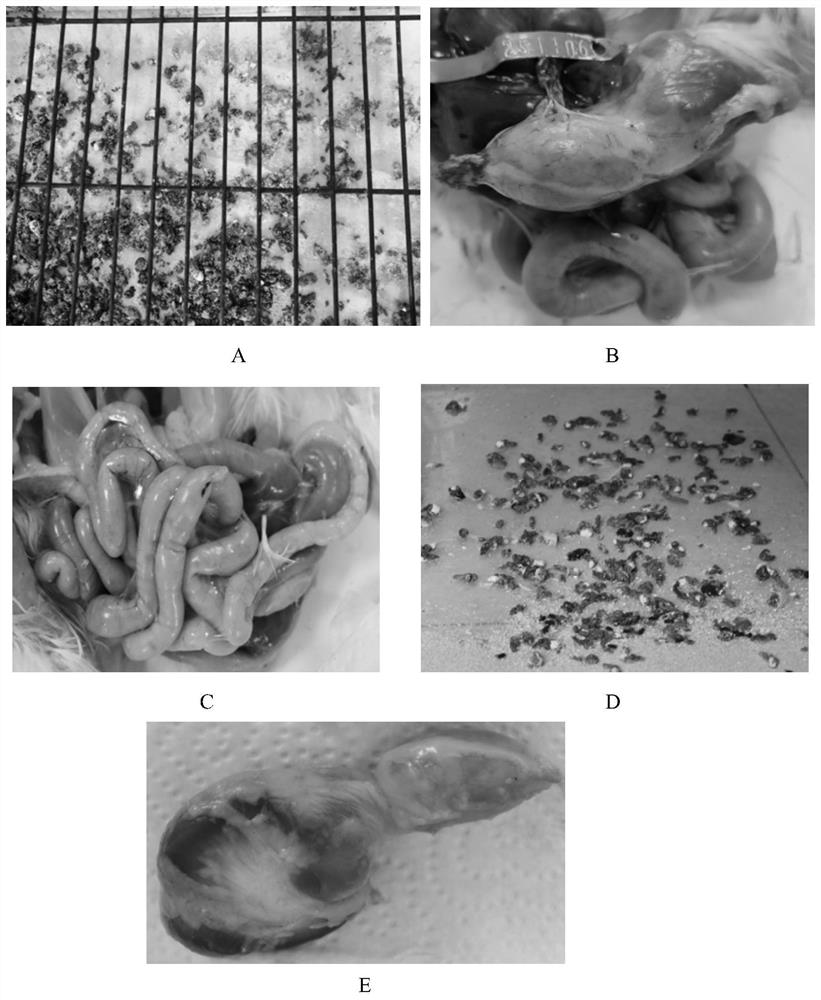 A method for rapidly constructing chicken adenomyosis gastritis model