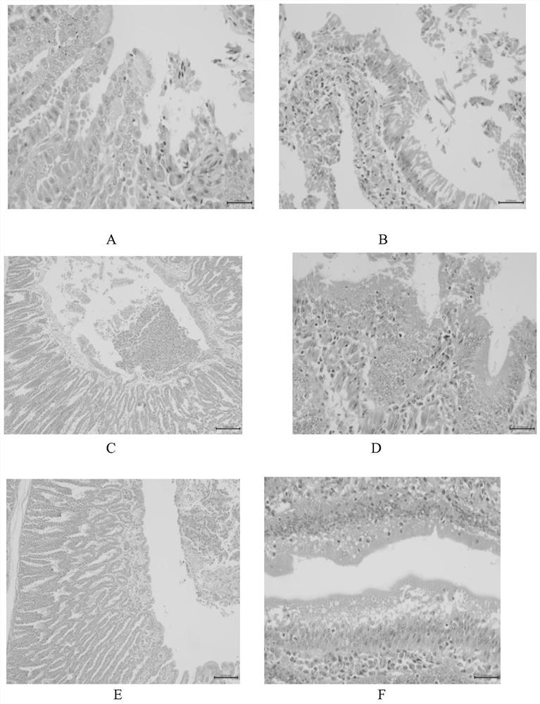 A method for rapidly constructing chicken adenomyosis gastritis model