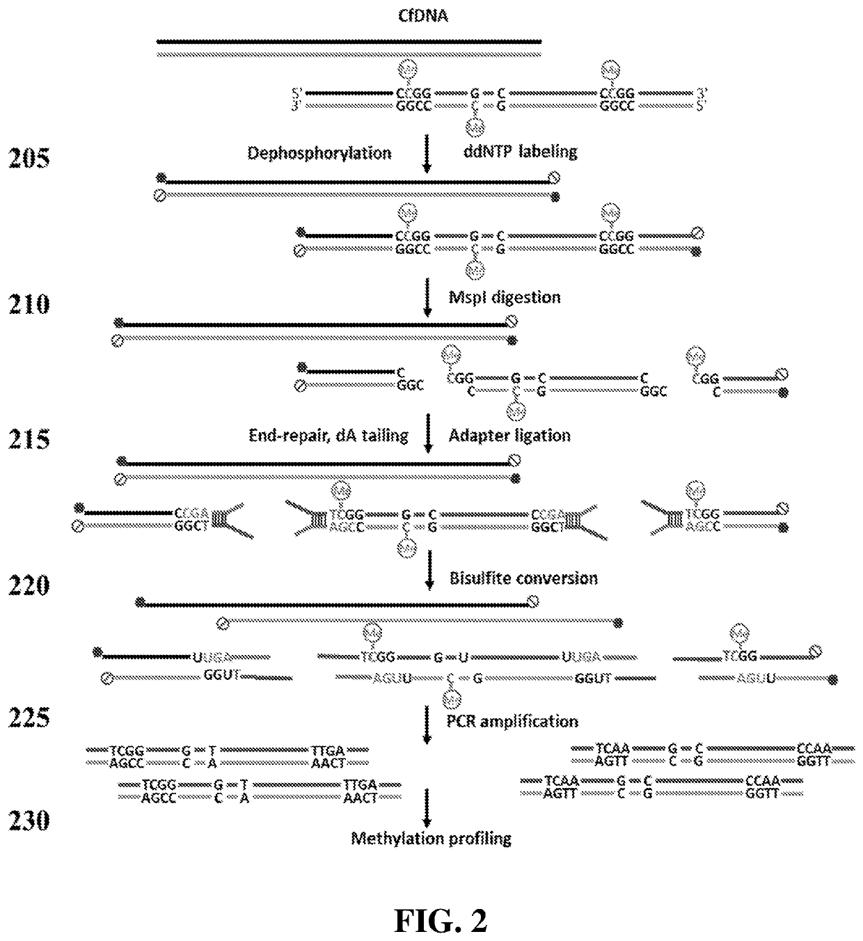 Methods and systems for evaluating DNA methylation in cell-free DNA