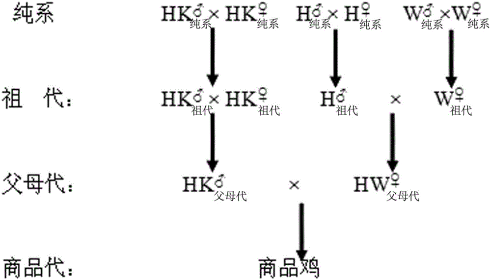 Hybrid Seed Production Method of Huainan Ephedra Chicken