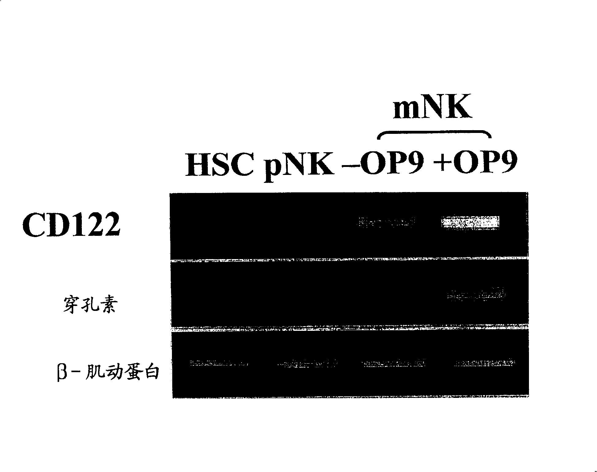 Natural killer cell compositions and method for production of the same