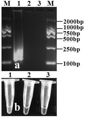 Lamp primer composition and application thereof for detecting cucumber wilt